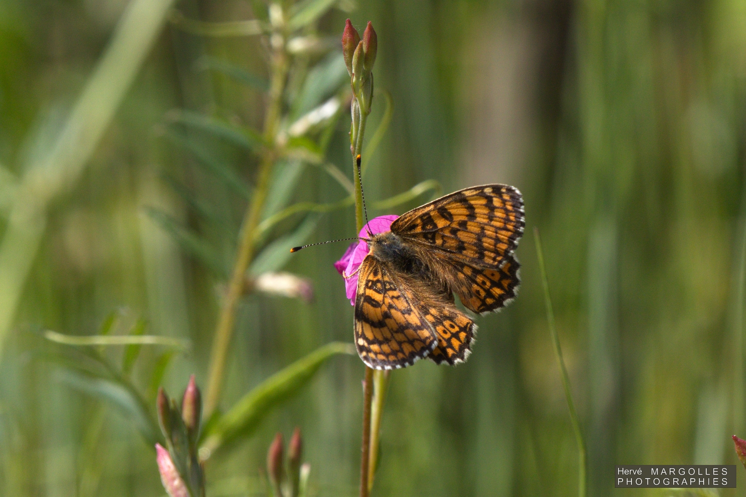 Papillon_Melitee des centaurees.jpg